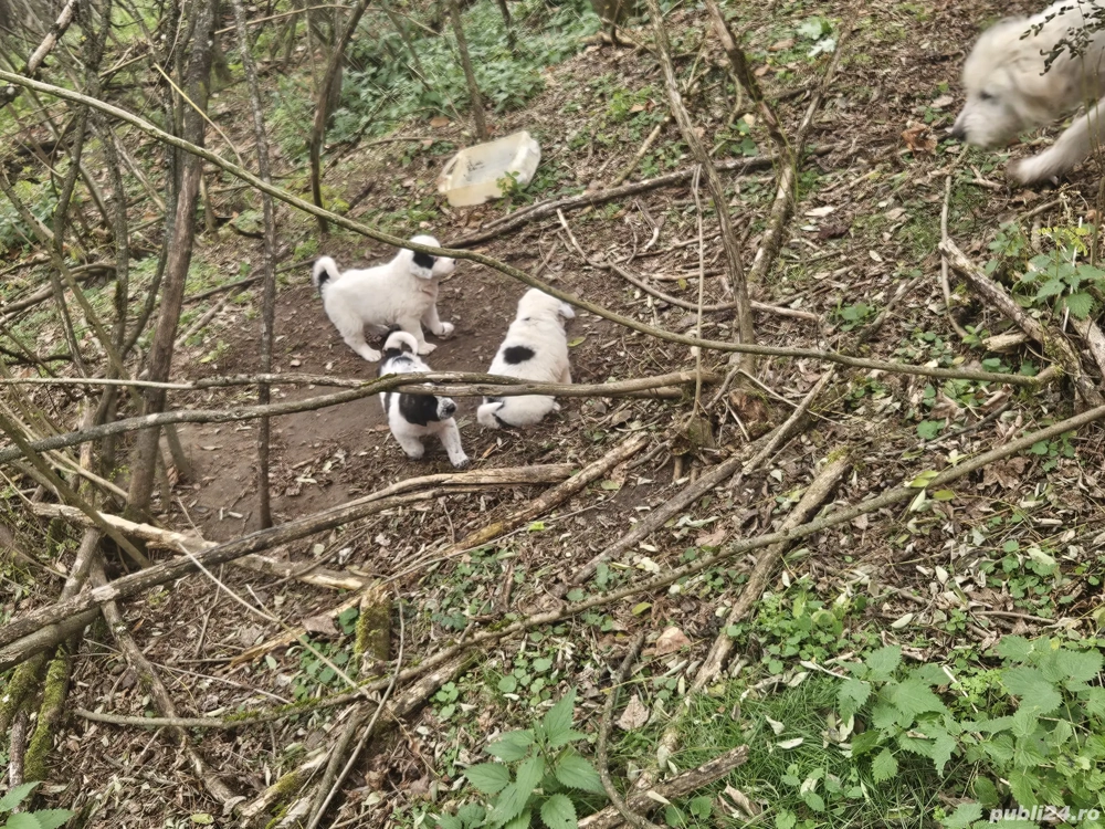 vând căței  vând căței