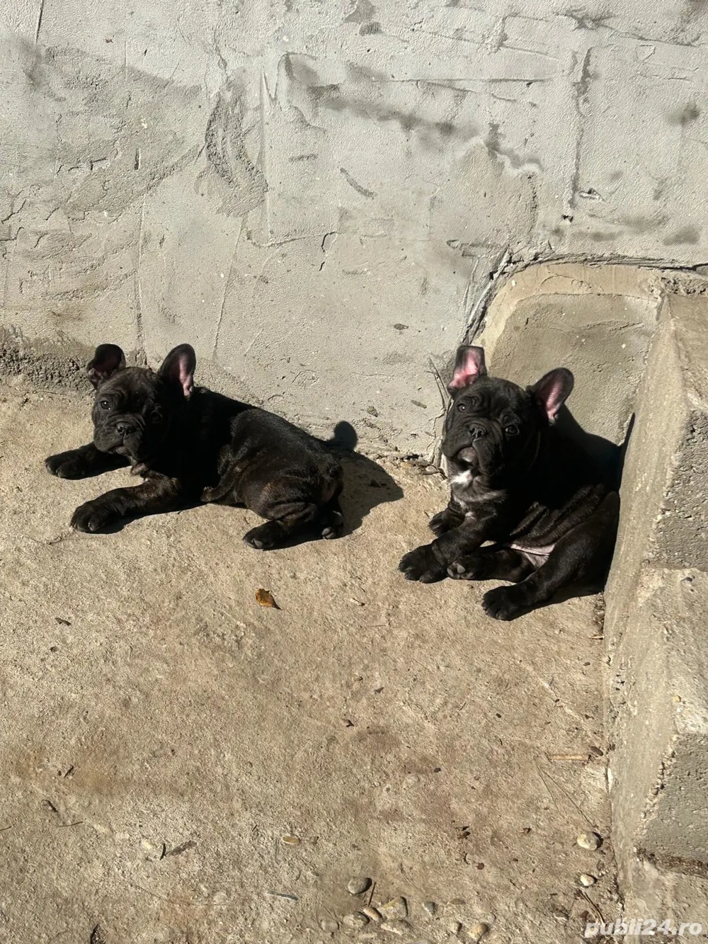 Buldog francez talie mică si compactă  Buldog francez talie mică si compactă