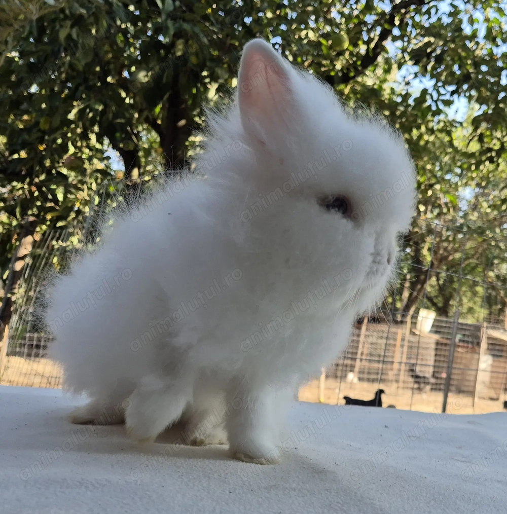 Iepure pitic cap de leu-mascul