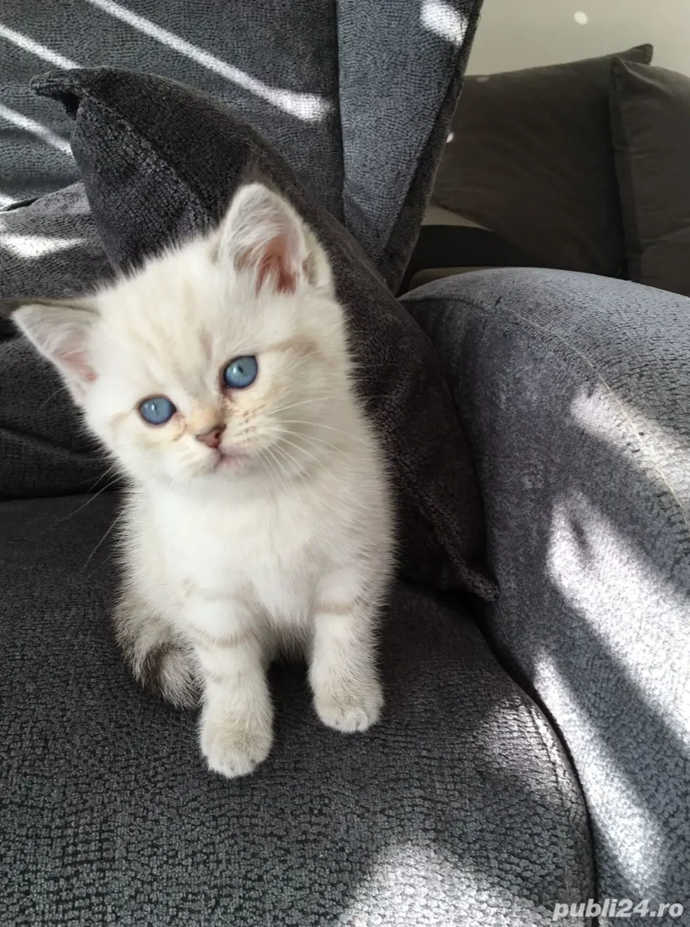 Puiut british short hair white