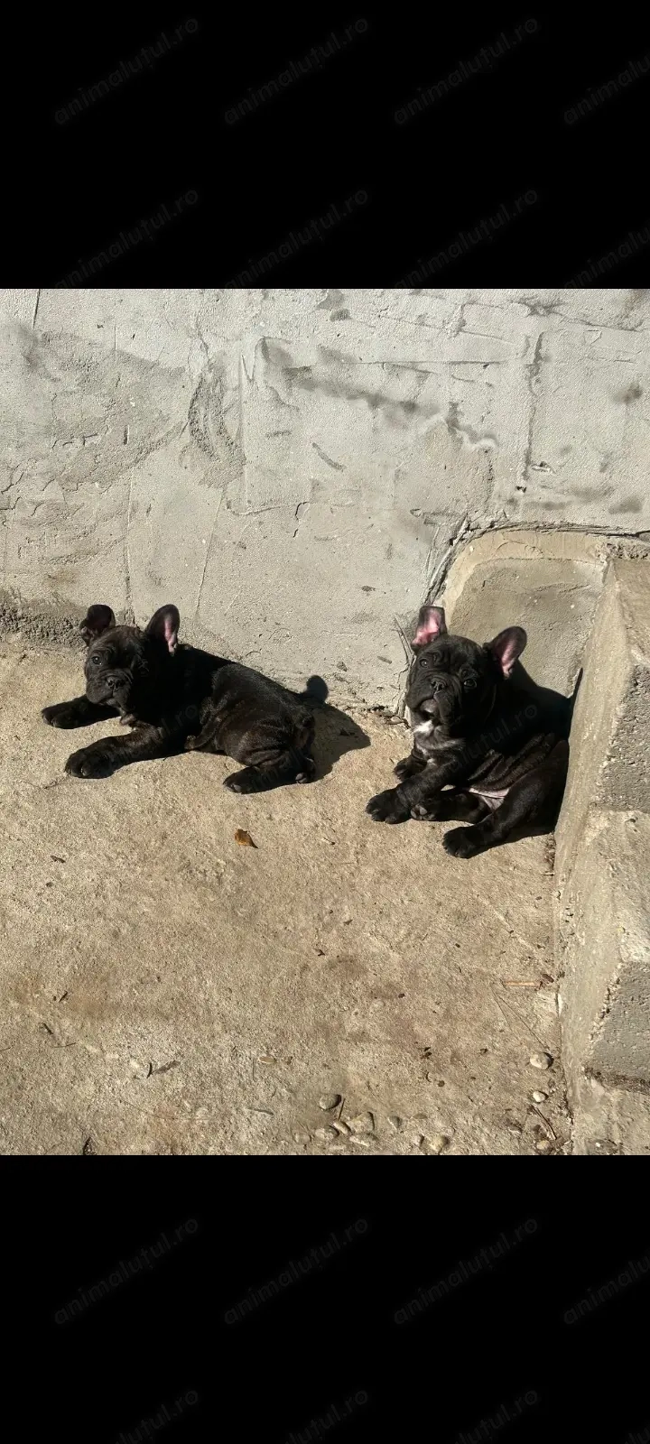 Bulldog francez talie mica 