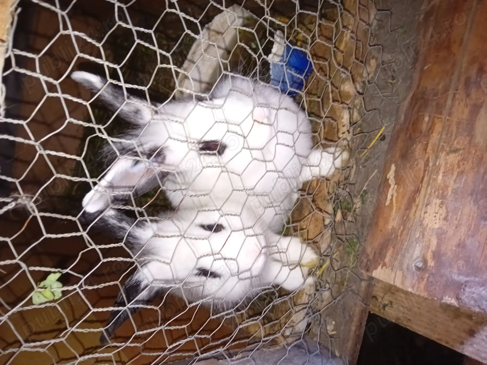 De vanzare iepuri De vanzare iepuri