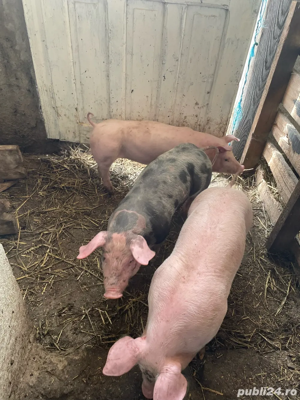 De vânzare purcei rasa Landrace și Pietrain   