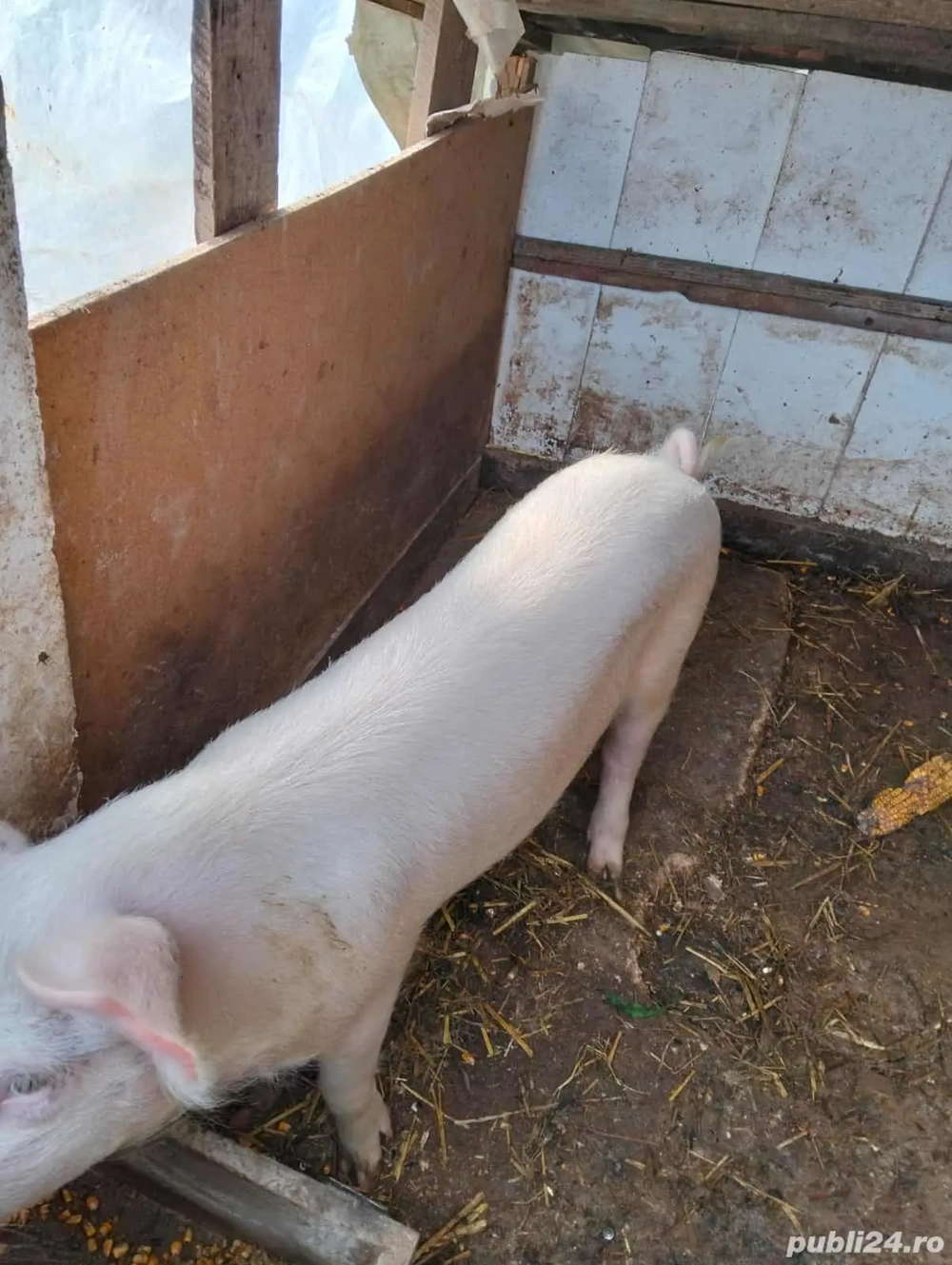 Porc de vânzare  Porc de vânzare