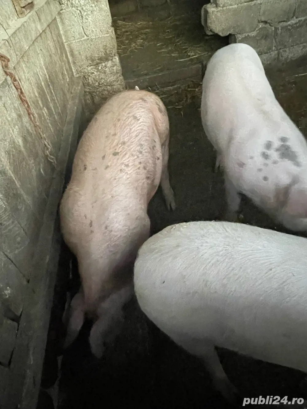 vind porci vind porci