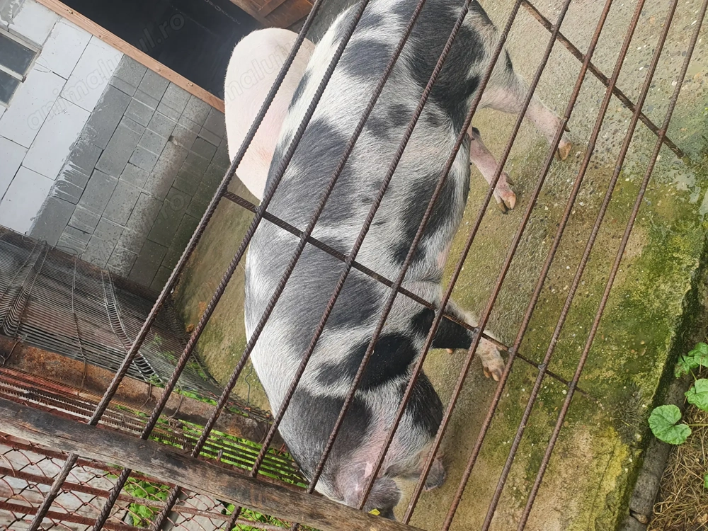 Porci de vanzare 150-160 kg