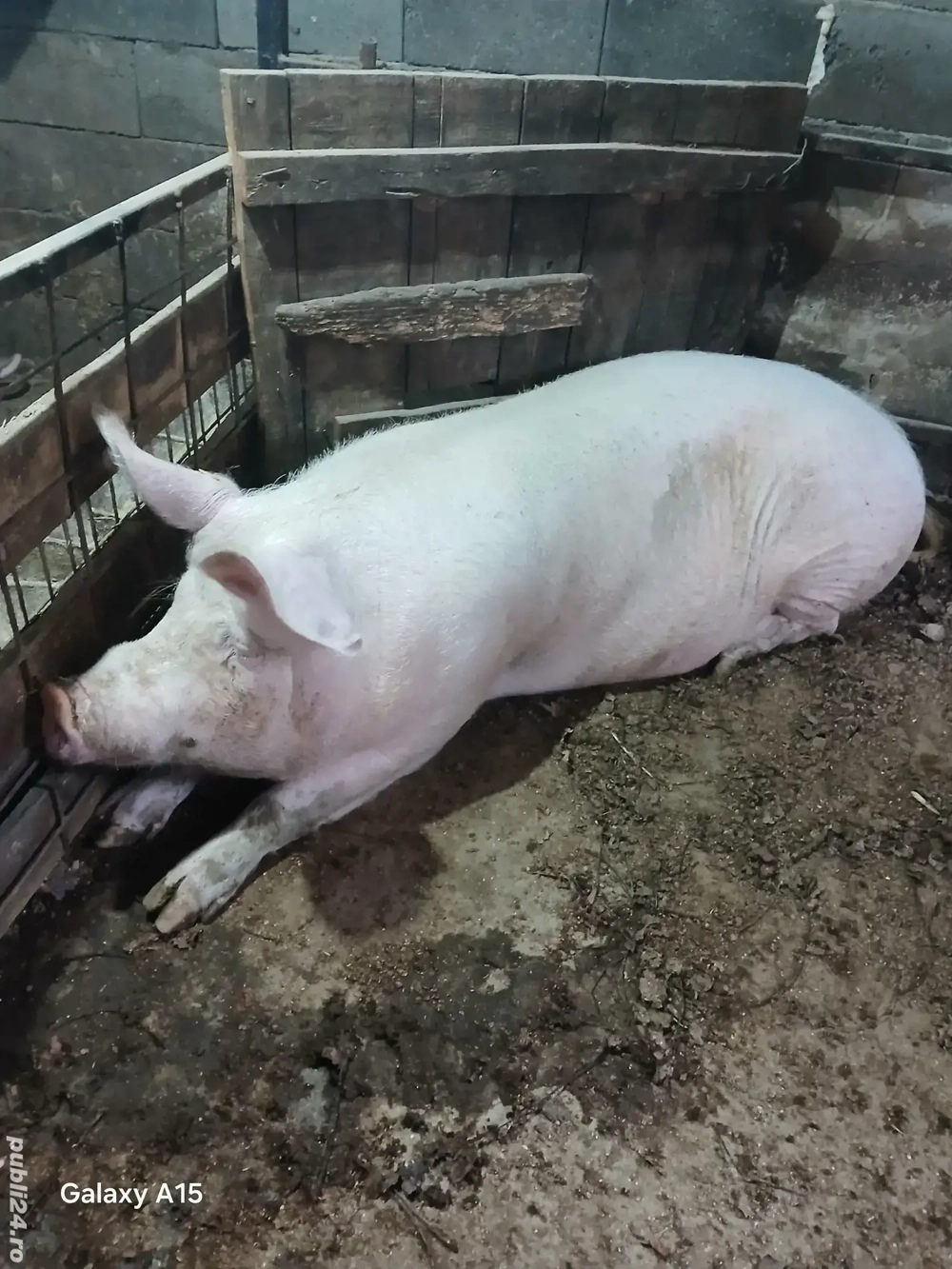 scroafa 250-300kg scroafa 250-300kg