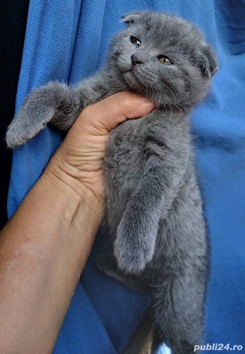 Scottish Fold Scottish Fold