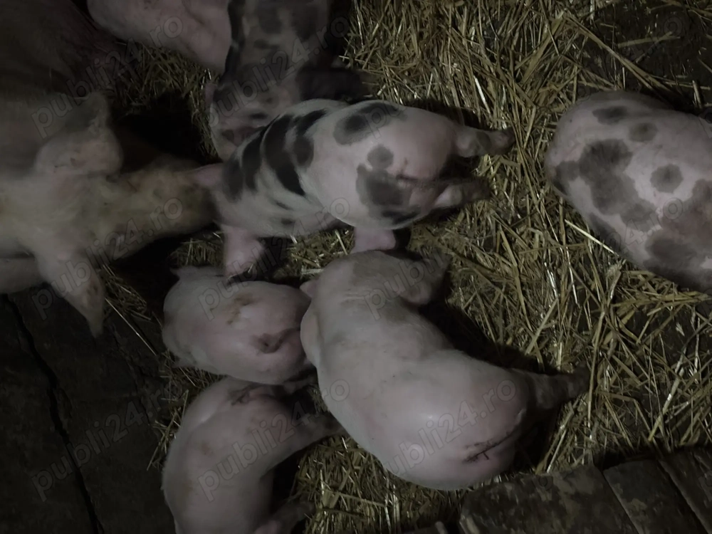 Purcei rasa de carne din TN70si pietrain belgian