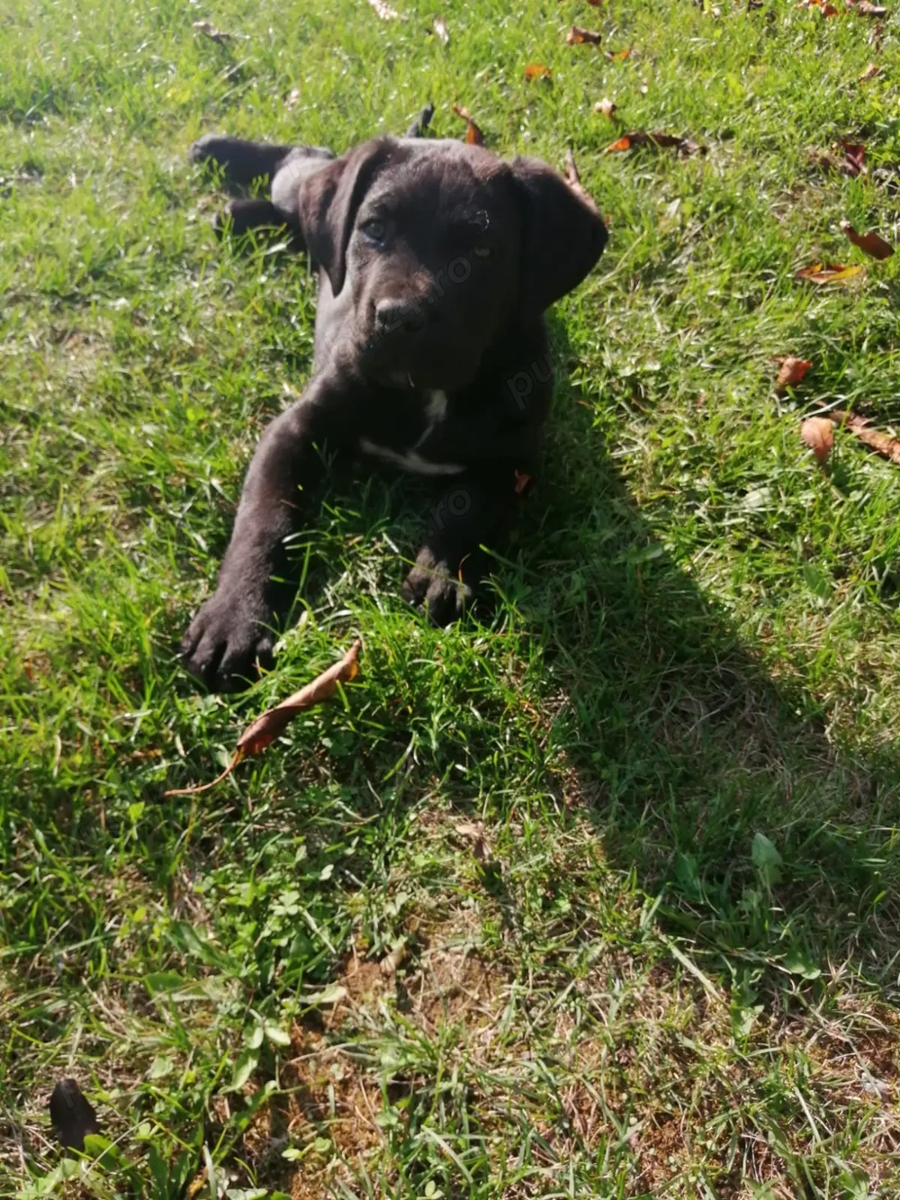 Vând cățelușă cane corso Vând cățelușă cane corso