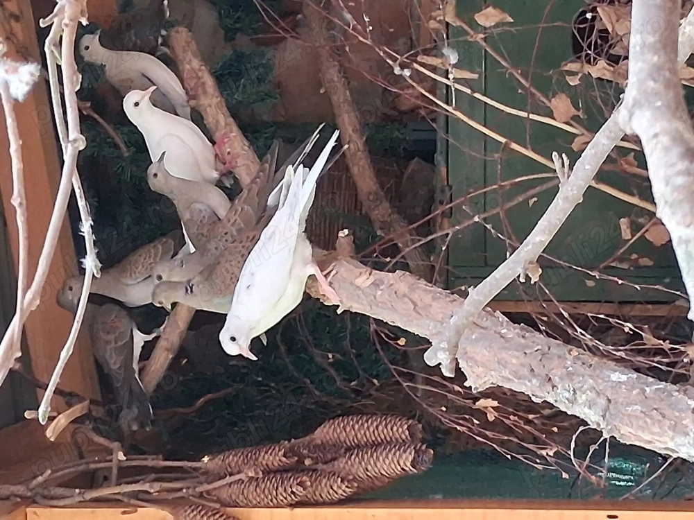 Turturele rozătoare 