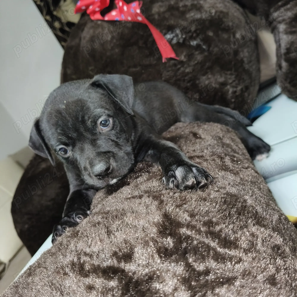 Câine american bully 