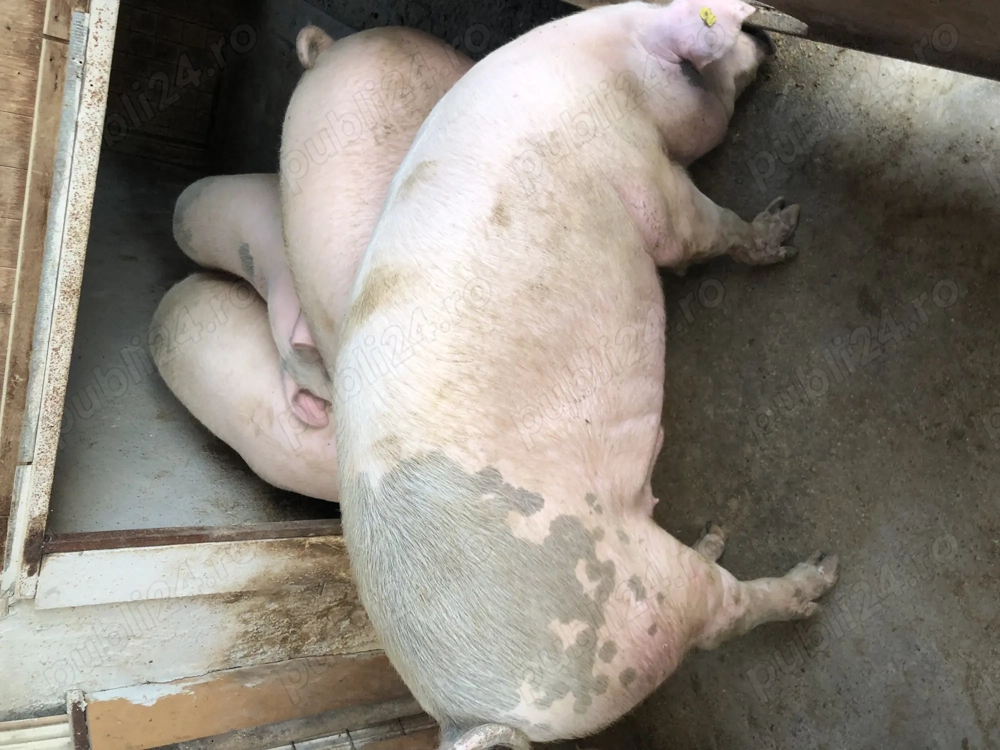 Porci pt sacrificat! Porci pt sacrificat!