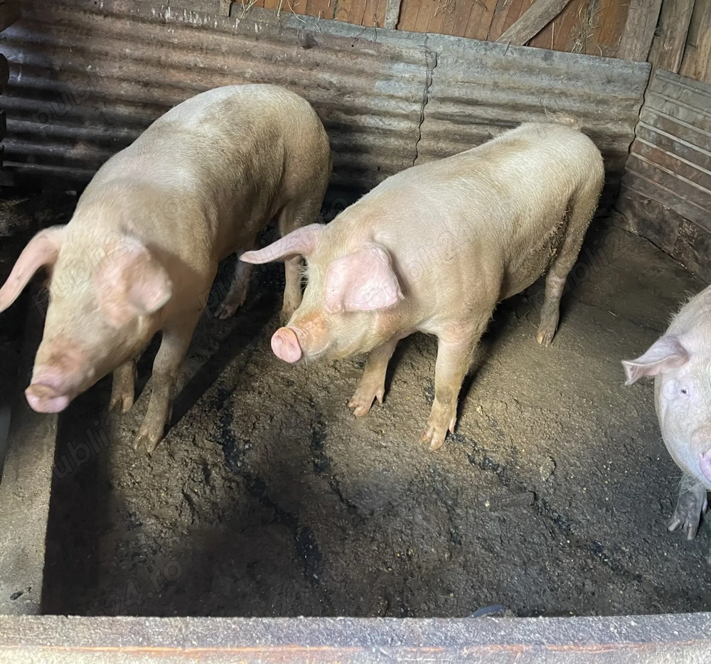 Porci de vânzare                 