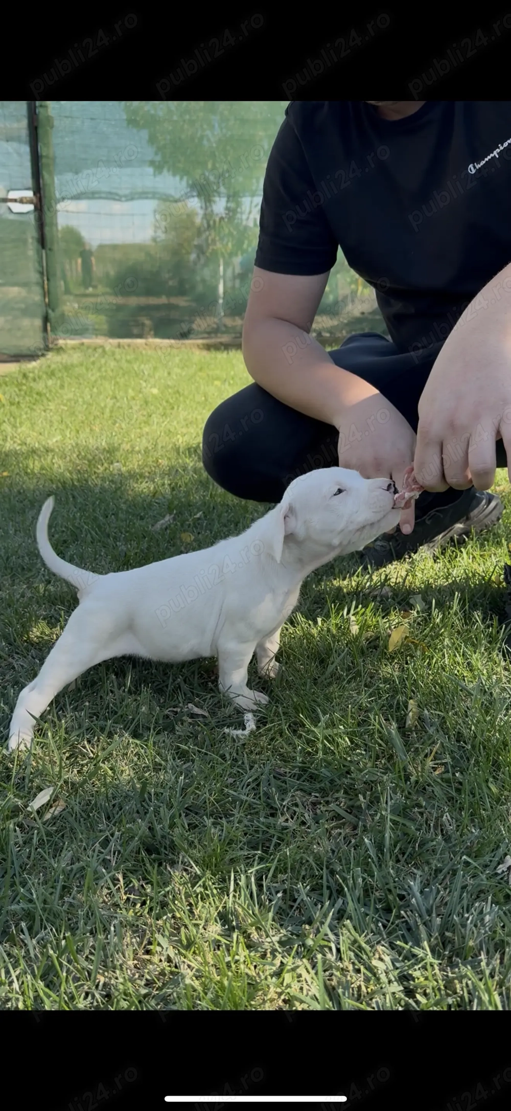 Dog Argentinian cu Pedigree