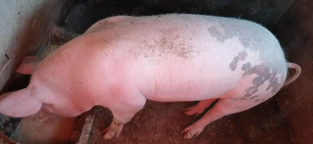 Purcele 120  150 kg  Purcele 120  150 kg