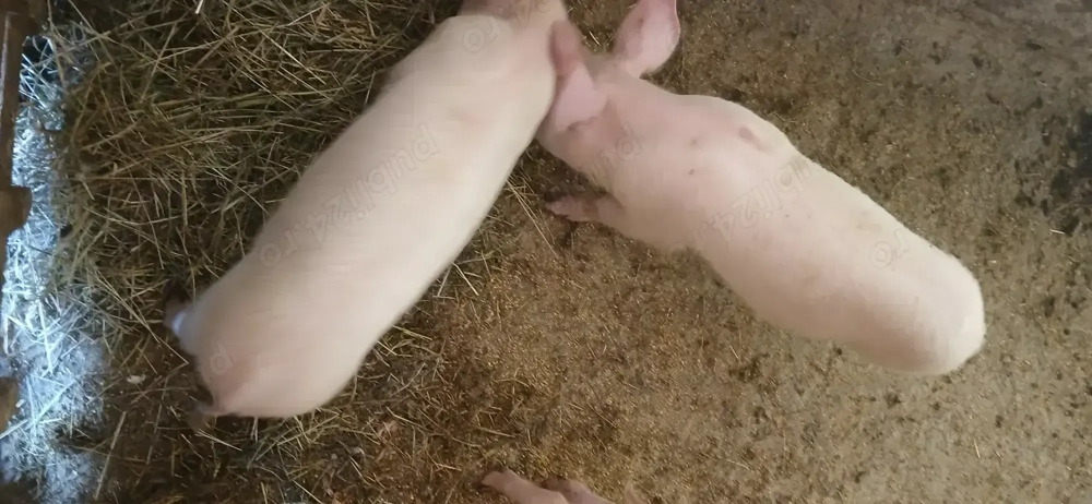 Purcele de vânzare  Purcele de vânzare