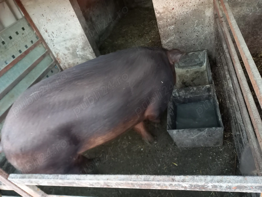 Vând porc, Duroc. Vând porc, Duroc.