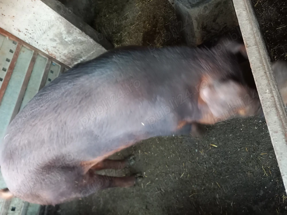 Vând porc Duroc!
