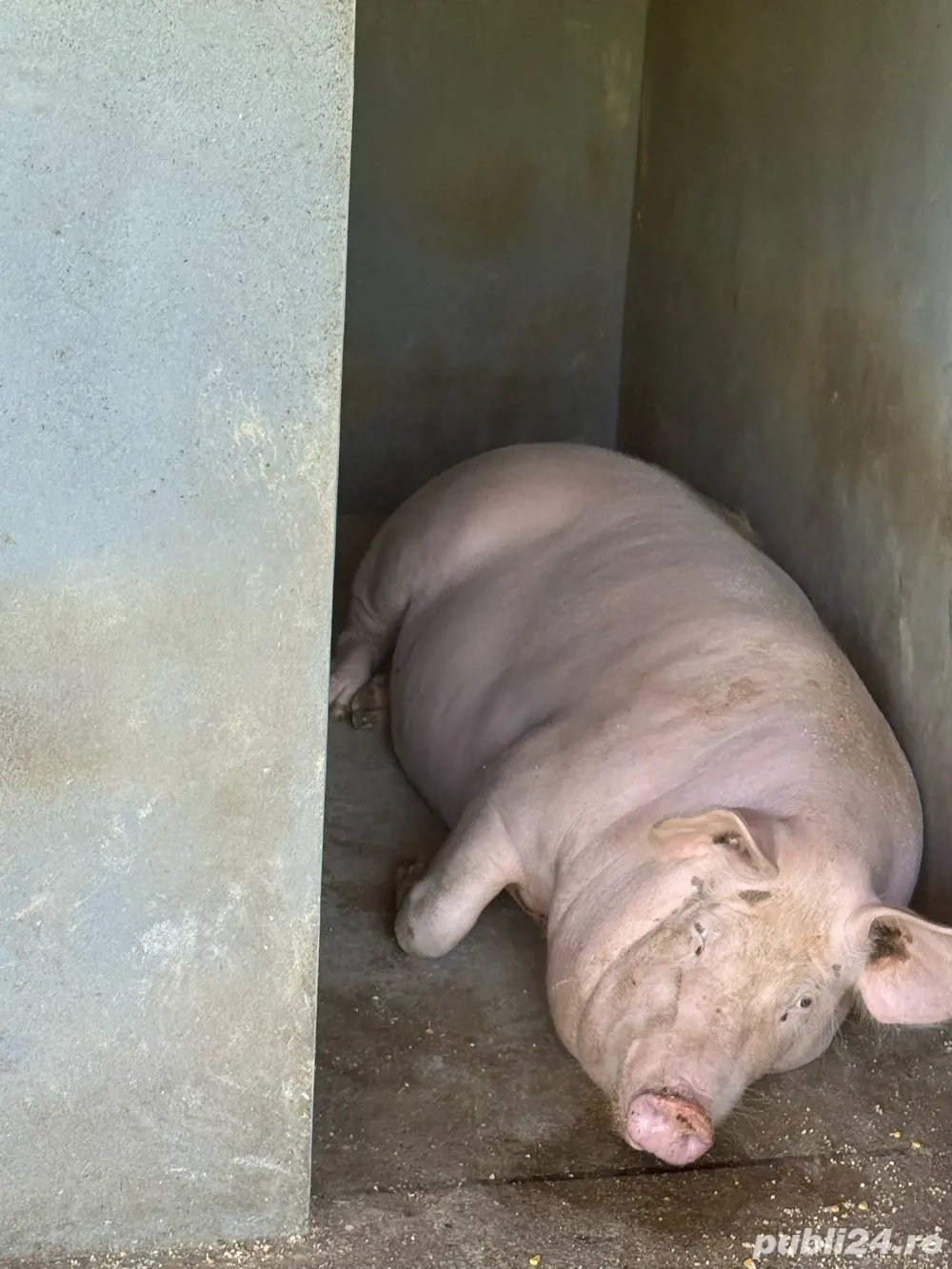 porc pentru sacrificat