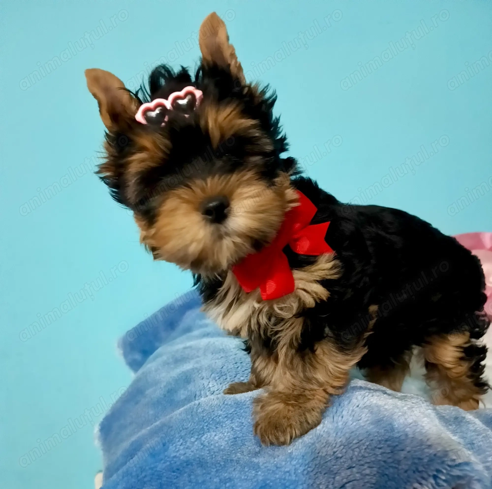 Yorkshire terrier fetiță 