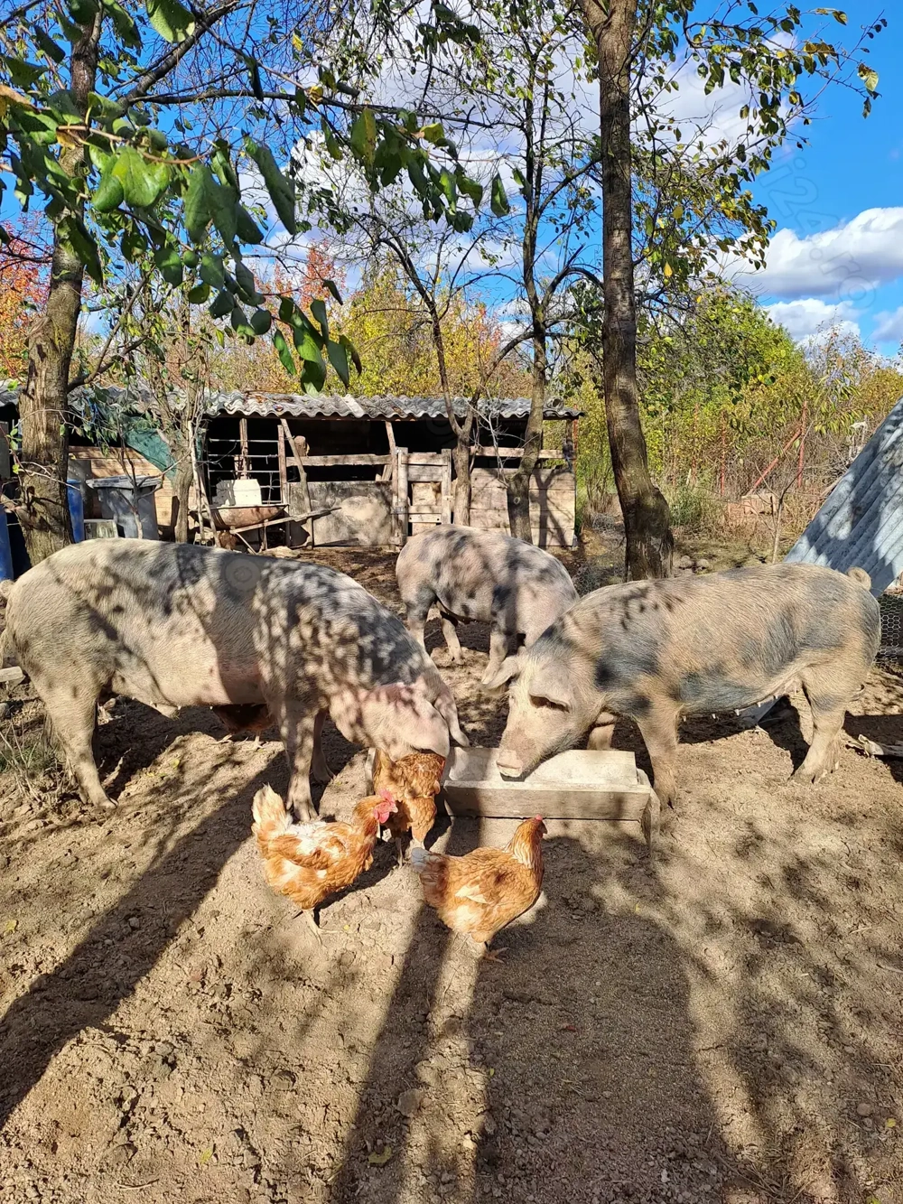 Vind porci grasi pietrean cu duroc