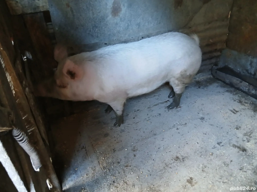 scroafa de vânzare 200 kg + scroafa de vânzare 200 kg +