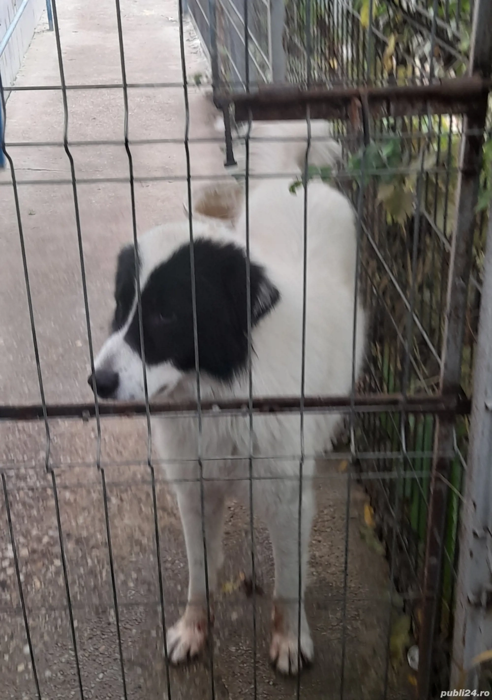 Ciobanesc de Bucovina disponibil!