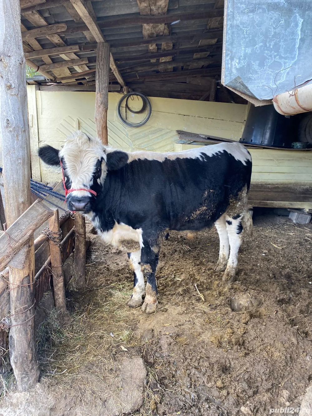 Vând vacă cu taur Vând vacă cu taur