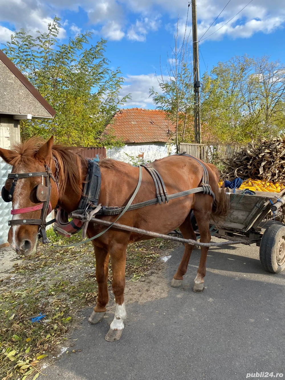 Vând iapă cu tot cu căruța  Vând iapă cu tot cu căruța