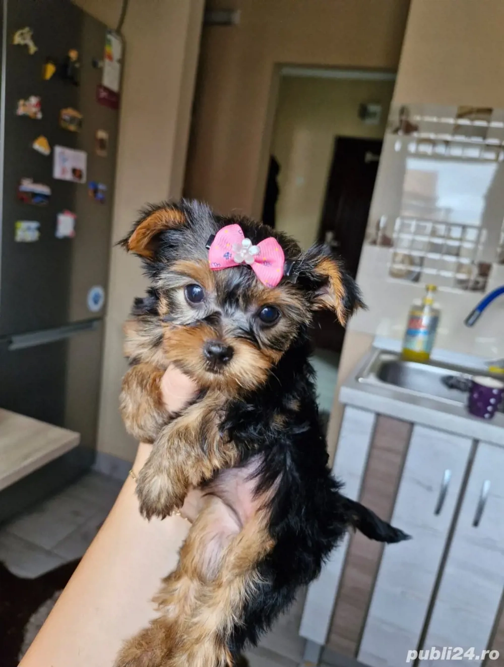 Yorkshire Terrier Mini Toy 