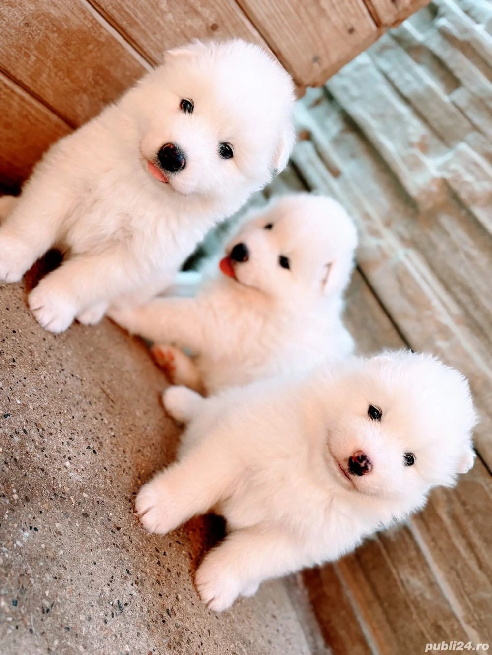 Baby Samoyed 