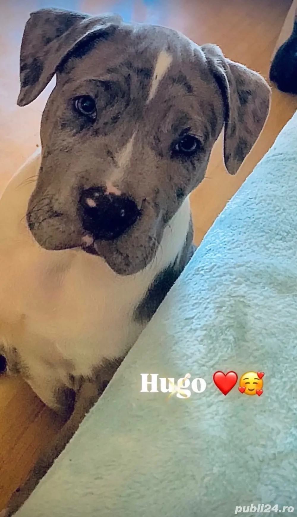 vand american bully xl 