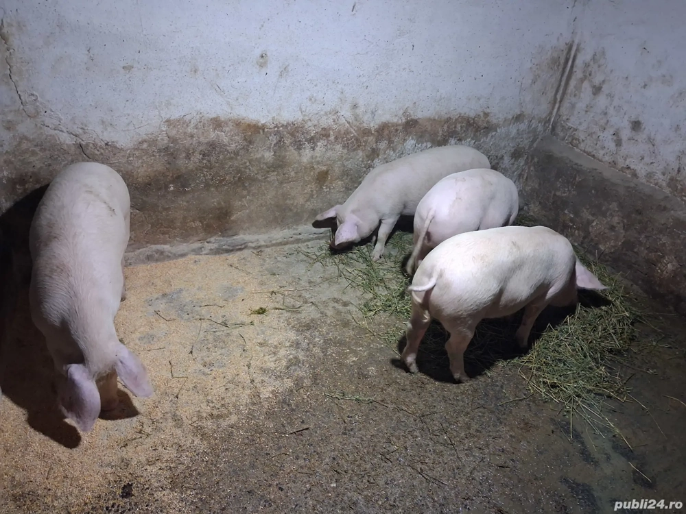 vând 4 purcei grăsuni vând 4 purcei grăsuni