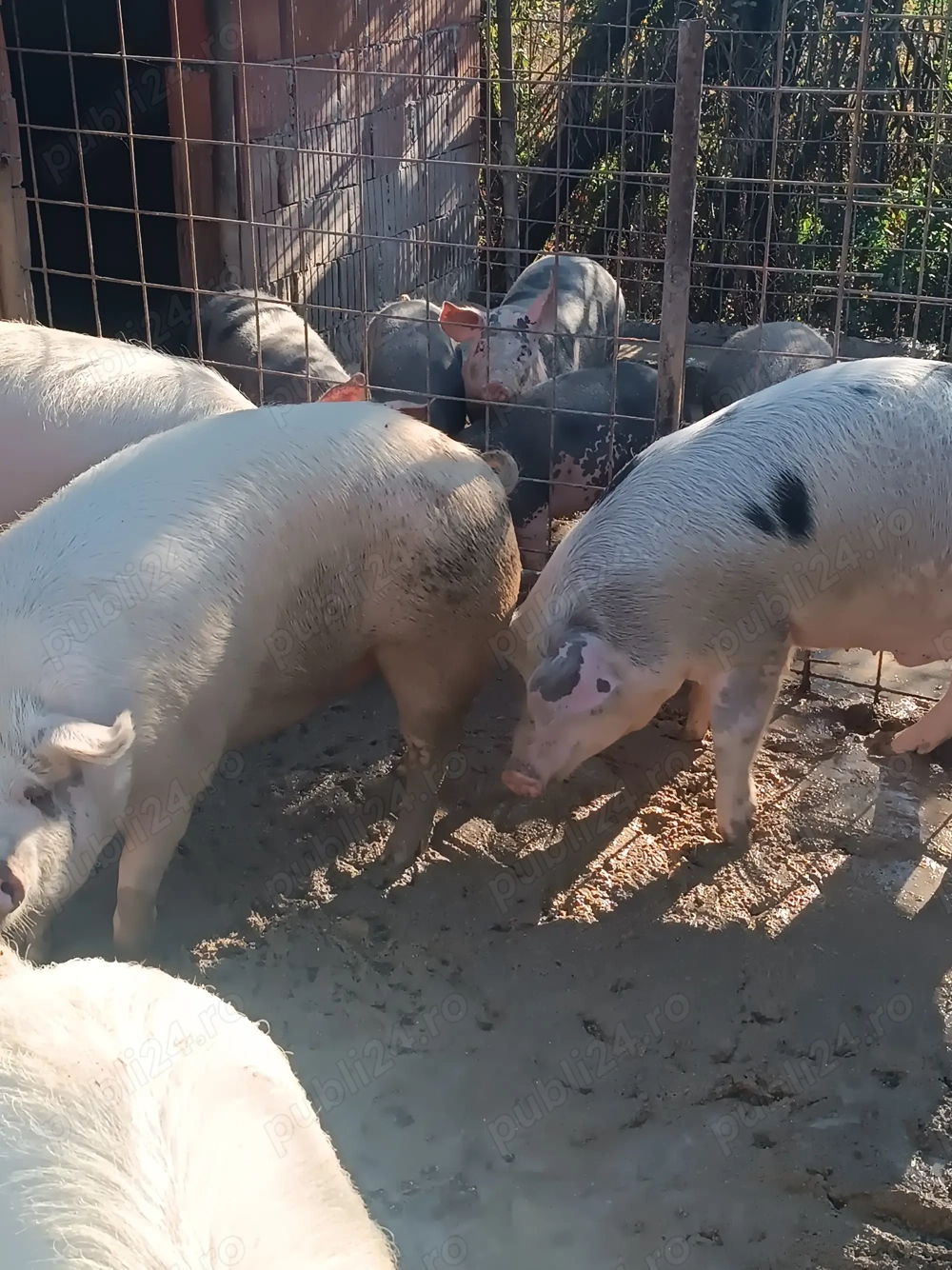 Vând porci și purcei 