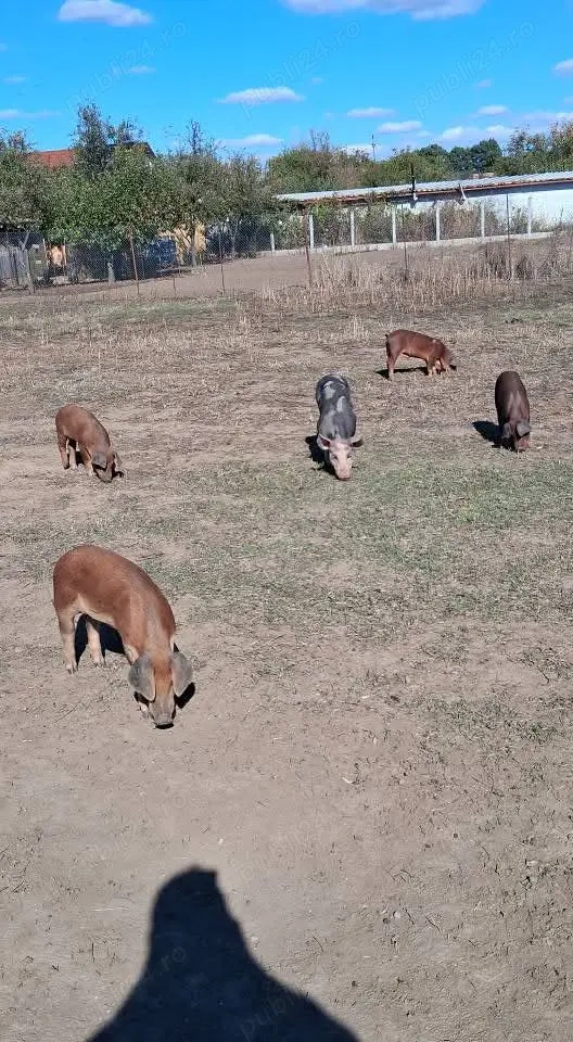 Vând  porci pietrean și duroc Vând  porci pietrean și duroc