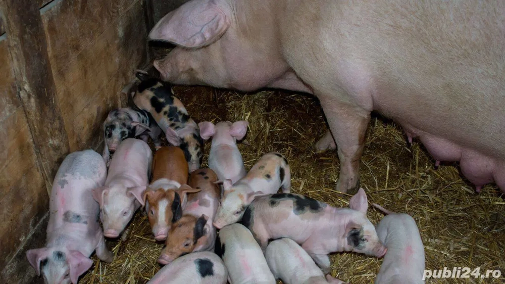 Vand scroafe cu purcei diferite varste