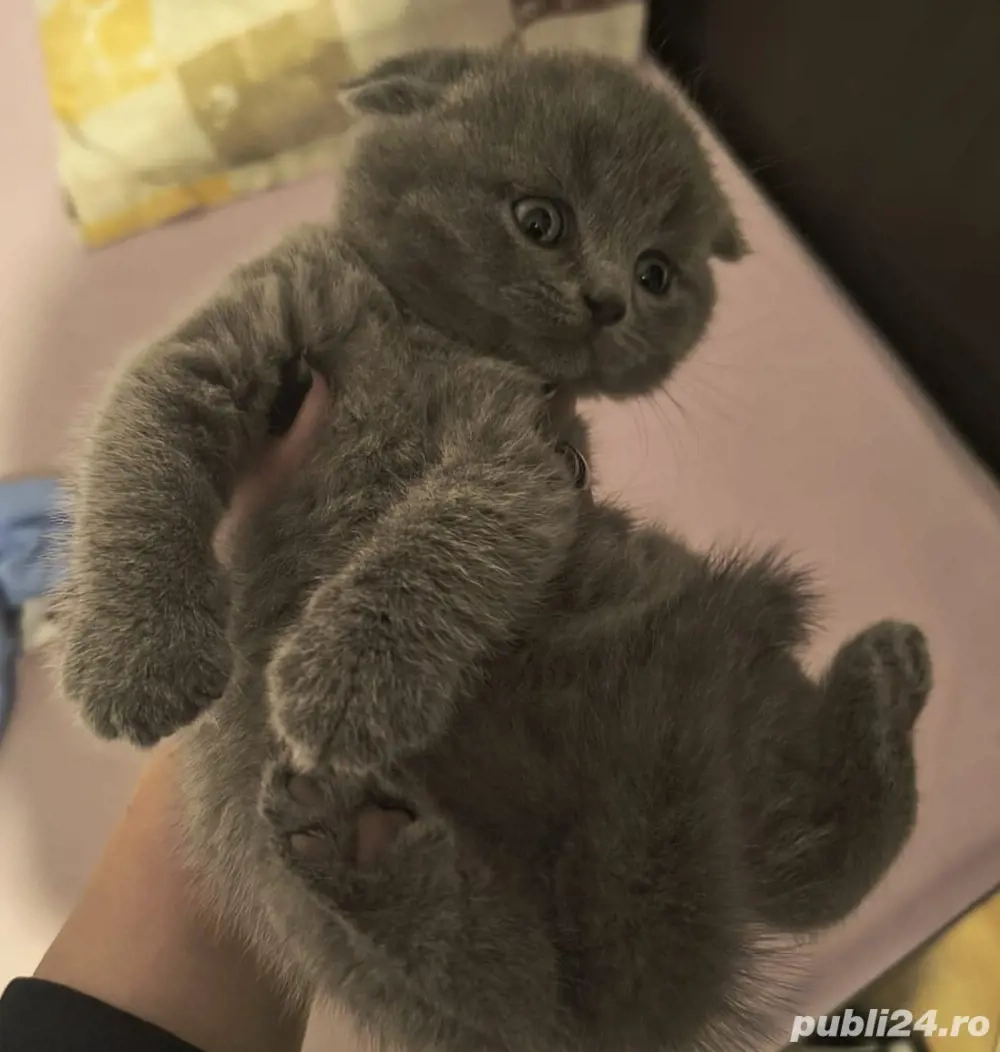 Scottish Fold Blue Scottish Fold Blue