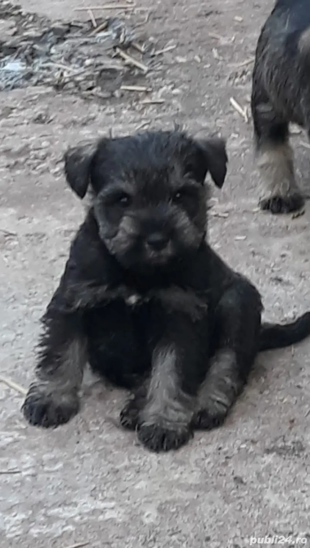 Schnauzer pitic  Schnauzer pitic
