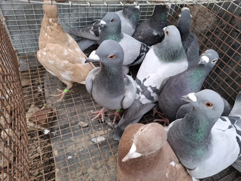 Vand voiajori sau schimb Vand voiajori sau schimb