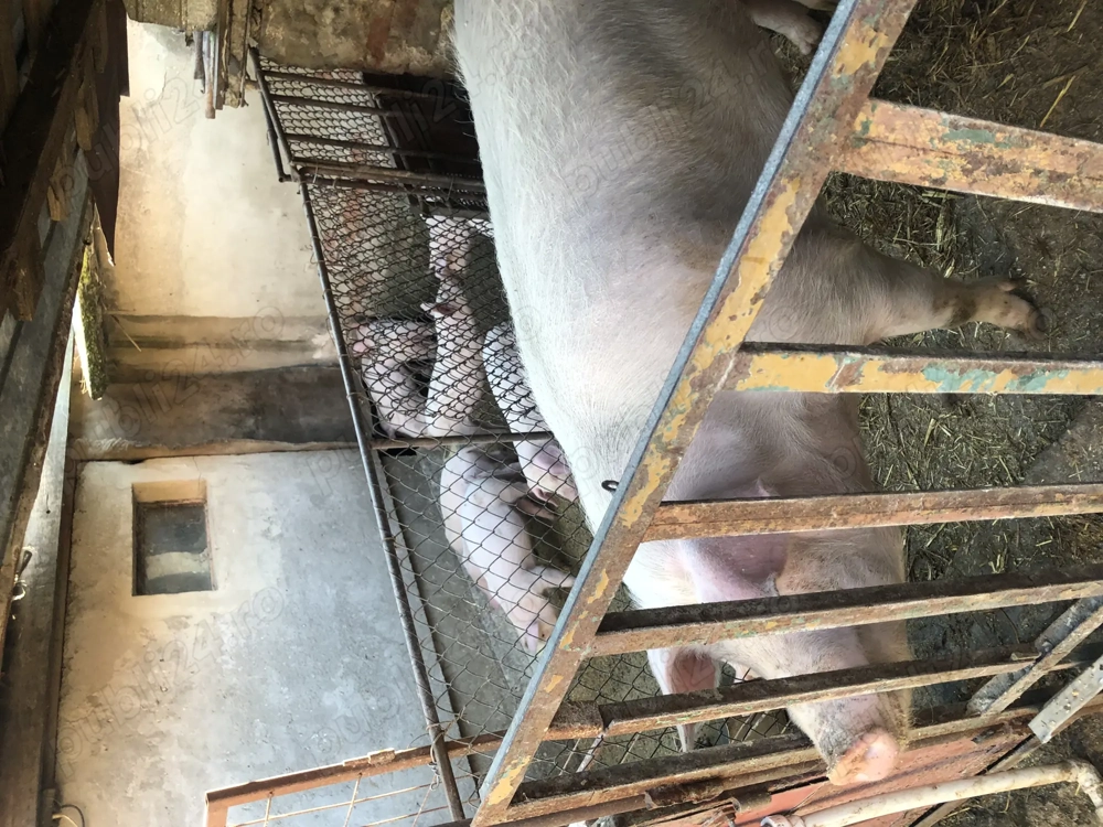 Purcei de vanzare Purcei de vanzare