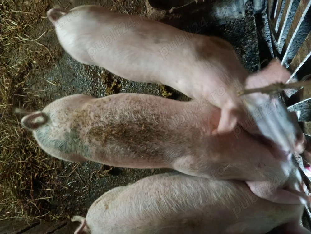 Purcei castrați și vaccinați  Purcei castrați și vaccinați