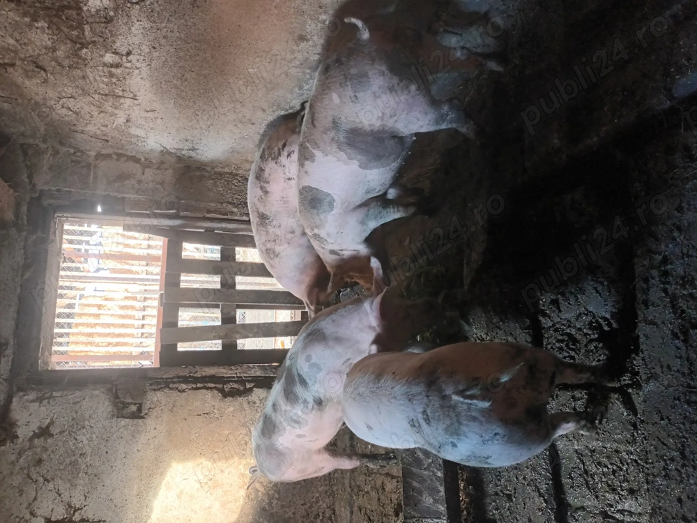 Porci pietrean de carne!