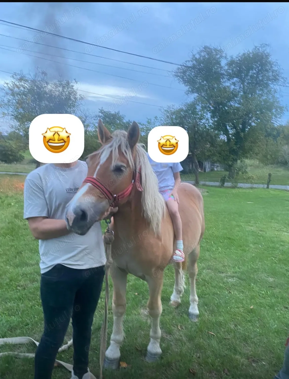 Manz tânăr si cuminte 