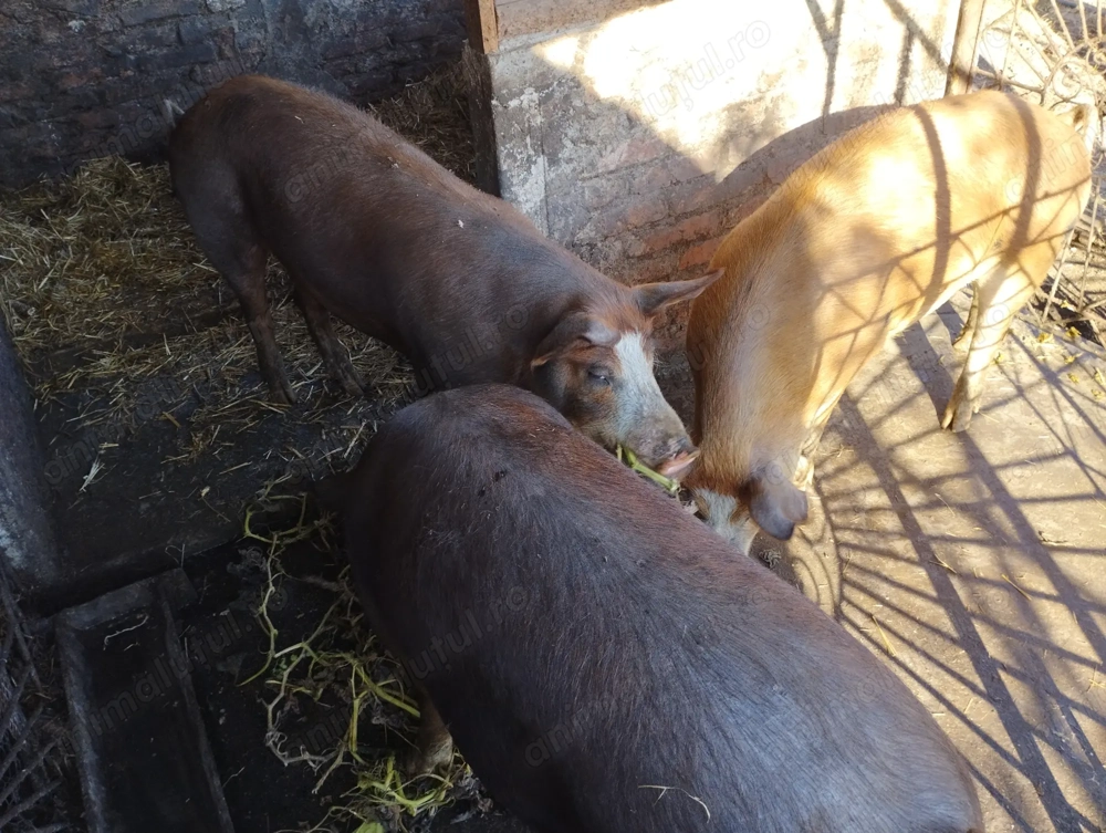 Porci pt sacrificat,   Porci pt sacrificat,