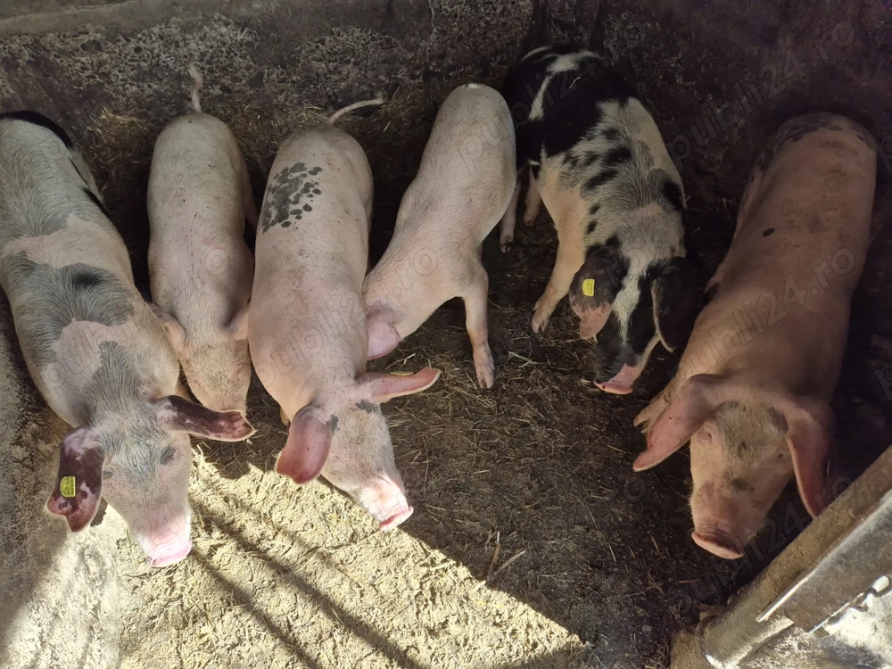 Vand  porci 50-60 kg 