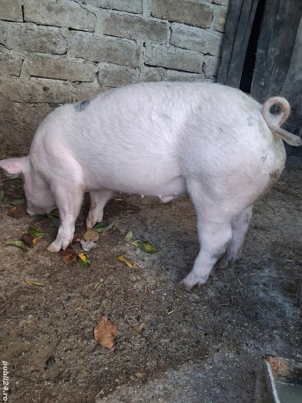 de vânzare 1 mascul 35 kg ofer transport  de vânzare 1 mascul 35 kg ofer transport