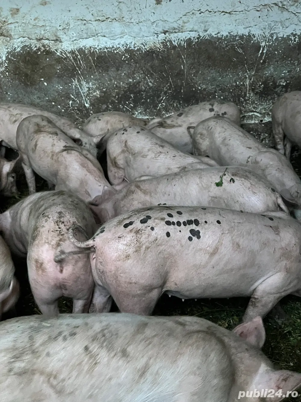 Purcei de vanzare Purcei de vanzare