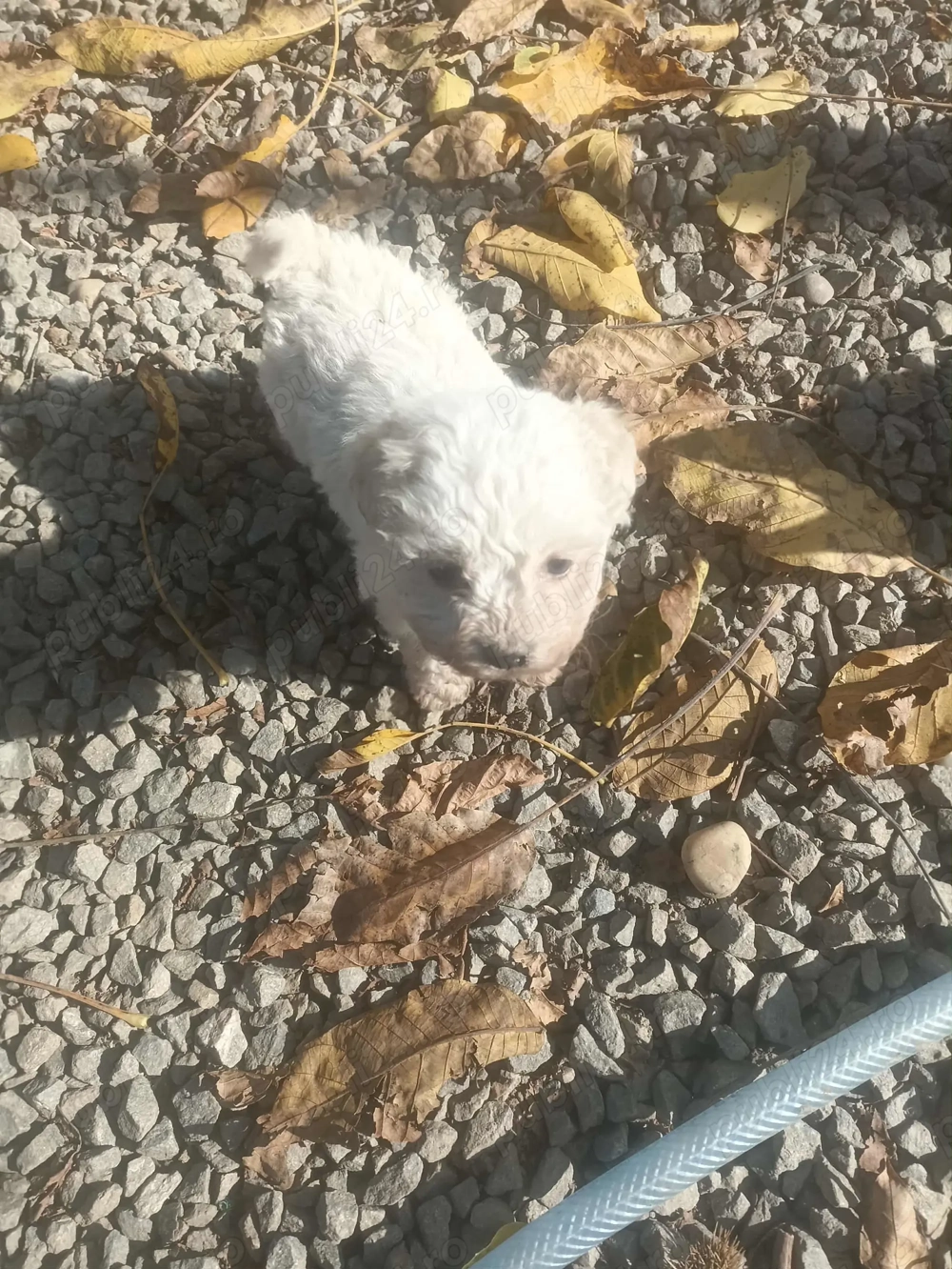 Pui de cățel bichon frise