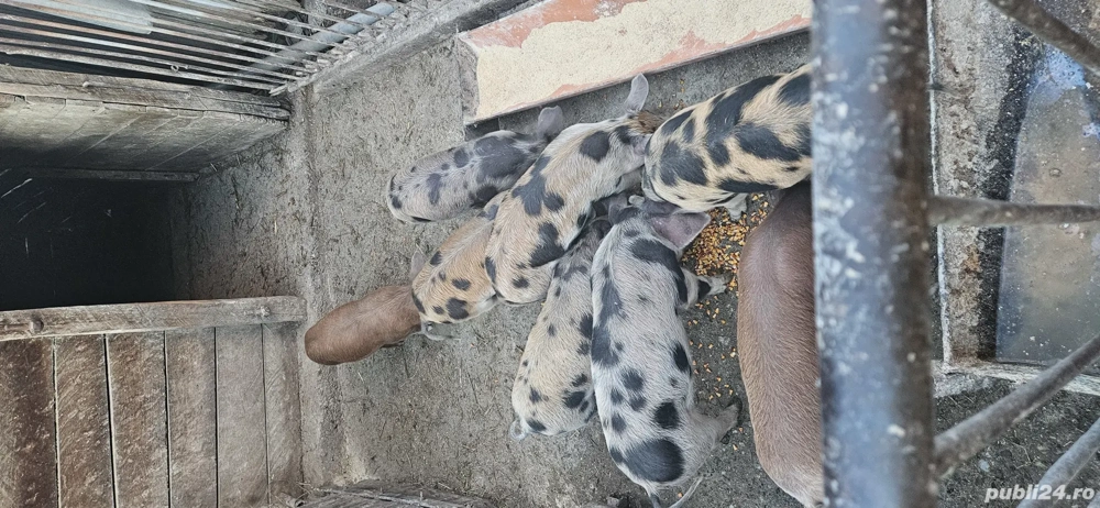 Purcei de vanzare Purcei de vanzare